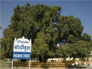 bodhi tree