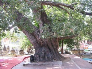 rajayatna-tree